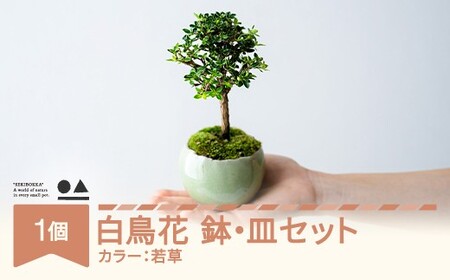 【鉢皿色・若草】 白鳥花 ハクチョウゲ 盆栽 植物 石木花 sw-bohkx380 ※沖縄・離島への配送不可