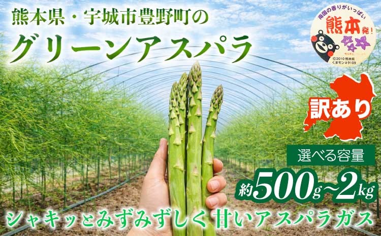 
                   訳あり アスパラガス 選べる容量 約500g 約1kg 約2kg (S～L) 【2026年7月上旬～2026年10月中旬発送予定】 グリーンアスパラ アスパラ あすぱら野菜 春野菜 旬野菜 生鮮食品 熊本 熊本県 宇城市 みずみずしい 甘い シャキシャキ やわらかい 日本フルーツ
                