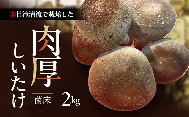 しいたけ 椎茸 菌床 2kg 肉厚 三重県 名張市 福田しいたけ園 赤目滝 産直 農家直送 お取り寄せ 鍋 炒め 国産しいたけ ギフト きのこ 乾燥 旨み だし 干し椎茸 新鮮 水耕栽培 食材 きのこ料理 贈り物 食べ物