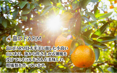 【先行予約】訳ありポンカン ＜10kg＞ サイズ混合　HT20 [H-08] 【畠口FARM（畠口　佳養）】