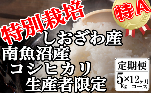 【令和7年産】【定期便：5Kg×12ヶ月】特別栽培 生産者限定 南魚沼しおざわ産コシヒカリ【定期便 銘柄米 ブランド米 精米 こしひかり コシヒカリ 魚沼産 新潟米 産地直送 お米 米 こめ コメ ご飯 御飯 ごはん】