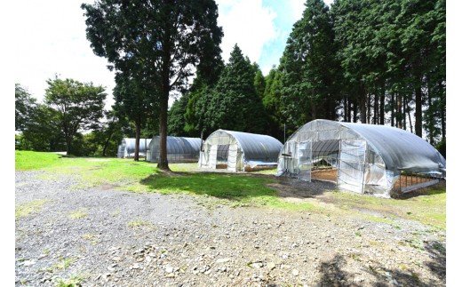 【キャンプ場】吉原ごんべえ村～手ぶらでドームキャンプ（薪ストーブ付き）ファミリー宿泊券 吉原ごんべえ村 キャンプ 宿泊券 ファミリー 1泊 手ぶら 冬 キャンプ 薪ストーブ ドームキャンプ 九州 熊本 阿蘇 旅行 トラベル チケット 旅行券 観光 南小国町