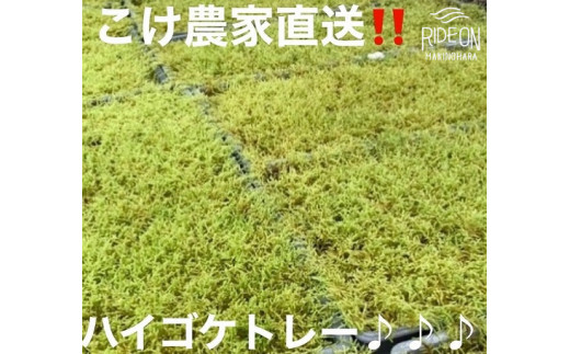 こけ専門農家直送 ハイゴケ（育苗トレー入り）6枚 はいごけ ハイゴケ はい ごけ ハイ ゴケ こけ庭 苔庭 コケ庭 庭園 苔玉 コケ玉 インテリア インテリアグリーン 観葉植物 雑貨 装飾品 家庭用 簡単 お手軽 自由研究 綺麗 夏休み かんようしょくぶつ ガーデニング がーでにんぐ 園芸 植物 しょくぶつ コケ作り 苔作り こけ作り 農家直送 産地直送 牧之原市 静岡県 コケノミウラ