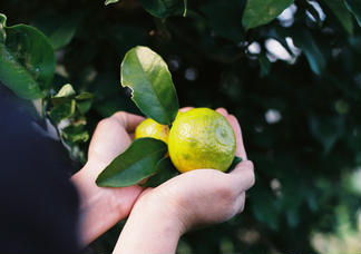 島仕込みクラフトコーラシロップ「TOBA TOBA COLA」310g
