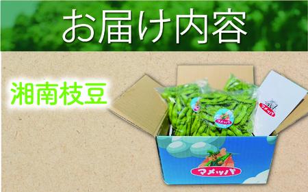 【2025年7月発送】湘南枝豆 1.5kg えだまめ 採れたて 国産 野菜 おつまみ 藤沢市 神奈川