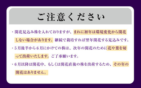 石照庭園 花しょうぶ（ジャパン アイリス）の苗 おまかせ12株 島根県雲南市/株式会社堀江[AIAC002]