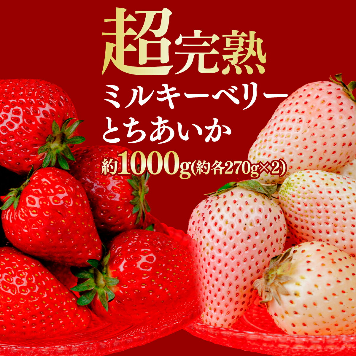 【ふるさと納税】＜2026年先行予約＞いちご 鈴木ファーム厳選＆完朝摘み とちあいか＆ミルキーベリー 1080g 食べ比べ 選べる発送月 | いちご イチゴ 苺 とちあいか ミルキーベリー 完熟 果物 フルーツ くだもの 旬 産地直送 栃木県産 鈴木いちご園 栃木県 茂木町