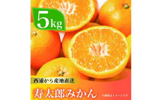 寿太郎 みかん 約5kg 西浦 柑橘 本格 貯蔵 熟成 ( 数量限定 みかん 果物 みかん フルーツ みかん 柑橘 みかん 国産 )