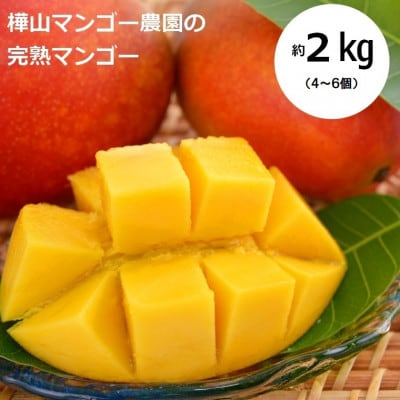 【2025年7月中旬より順次発送】完熟マンゴー約2kg(4～6個:化粧箱入り)、家庭用(B級品)【配送不可地域：離島】