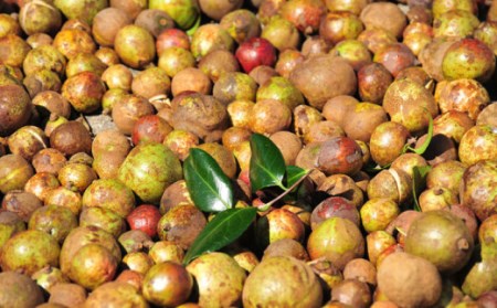 雫 椿オイル彩お試しセット 五島市 / 椿乃 [PAM004] 椿 つばき ツバキ スキンケア 椿 つばき ツバキ スキンケア 椿 つばき ツバキ スキンケア 椿 つばき ツバキ スキンケア 椿 つば