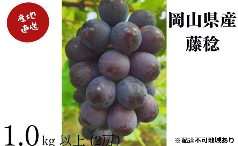 ぶどう 藤稔 2房 合計1.0kg以上 産地直送 朝採れ ぶどう 葡萄 岡山 Kawahara Green Farm2025年