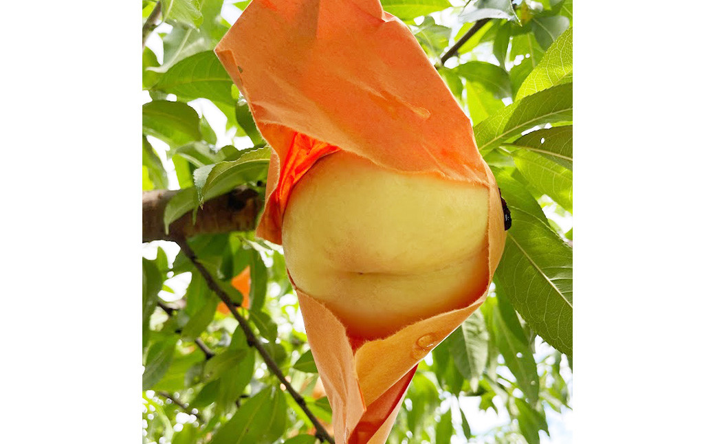 【先行予約】 とろける果肉とたっぷり果汁の岡山の白桃・清水白桃 1.5kg箱（約3個～6個）