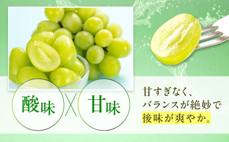 【先行予約】瀬戸ジャイアンツ 約2kg1箱（4房～6房）＜2026年8月下旬から発送＞/ 瀬戸ジャイアンツ ぶどう ブドウ 葡萄 マスカット ますかっと 愛媛県 愛媛 内子町 フルーツ 果物 送料無料
