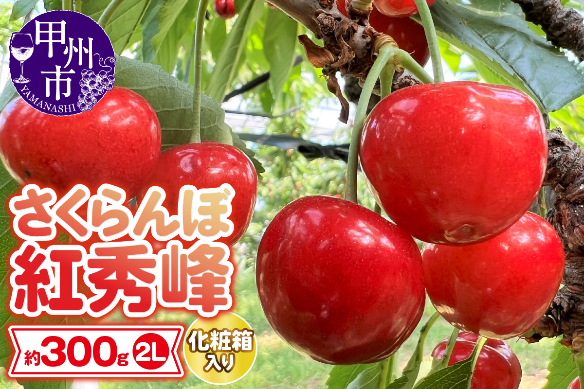 
大粒さくらんぼ童夢の「紅秀峰」化粧箱（約300g2Lサイズ）【2024年発送】（DOM）B12-141
