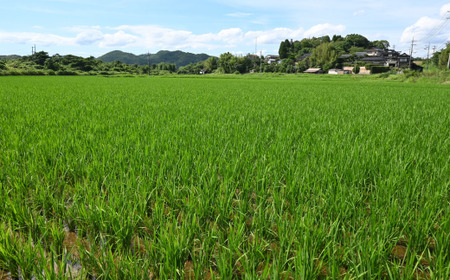 【先行予約／令和8年産新米】 ヒノヒカリ 5Kg ［玄米］ 玄米
