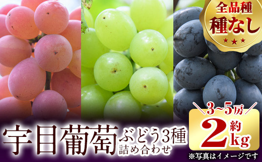 
                  ＜先行予約受付中！2026年9月以降順次発送予定＞宇目葡萄 3種詰め合わせ(合計2kg・3-5房) ピオーネ 安芸クイーン ハニービーナス 種無し ぶどう【AY71】【さいき農林公社】
                