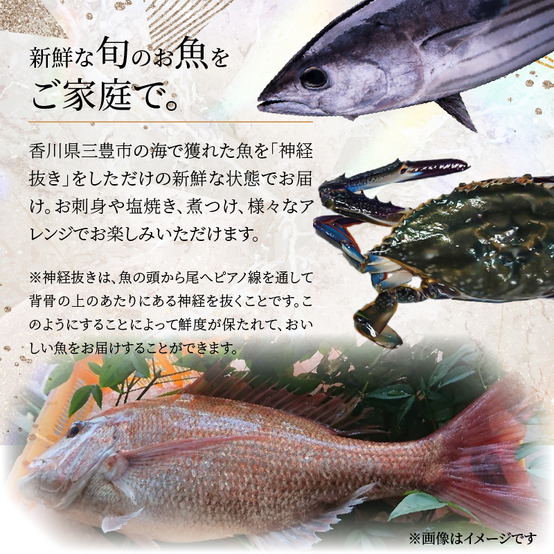 【ふるさと納税】【配送不可地域：北海道・東北・沖縄県・離島】鮮魚詰め合わせ 5～6尾（約2.5kg）  株式会社瀬戸水産