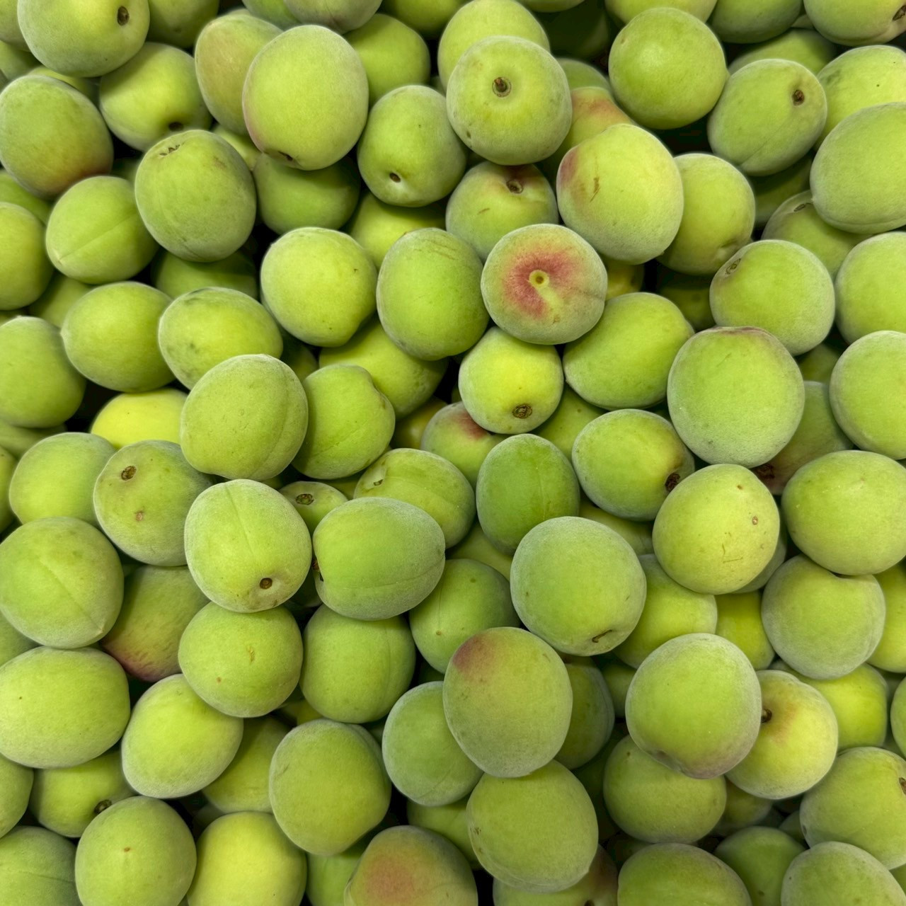 青梅 南高梅 5kg DJ072_イメージ4