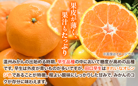 【先行予約】早生みかん(田口早生) 約5kg《11月中旬～12月末頃より出荷予定(土日祝除く)》ｍ＆ｎ果実園 和歌山県 紀の川市 送料無料 蜜柑 柑橘 果物 フルーツ 温州みかん 早生みかん 田口早生