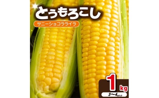 訳あり とうもろこし 1kg （3本~4本） サニーショコラライラ 先行予約 レシピ付き トウモロコシ コーン スイートコーン 甘い とうもろこしご飯 期間限定 夏 旬 野菜 炒め物 コーンスープ 弁当 惣菜 おかず 森商店 徳島県 吉野川市