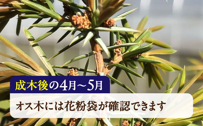 ジュニパーベリー特大苗(西洋ネズ)オス木・メス木セット Juniperus communis 樹高130cm前後 口径21cmスリット鉢植え【Herb＆Rose】 [BHCQ002]