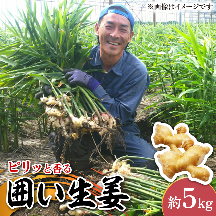 【2025年1月末～順次発送】囲い生姜 約 5kg / ショウガ 南島原市 / ふくはちファーム/福島農園 [SBS013]