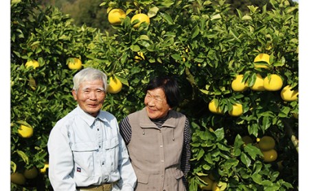 土佐文旦10kg 家庭用 文旦 小玉