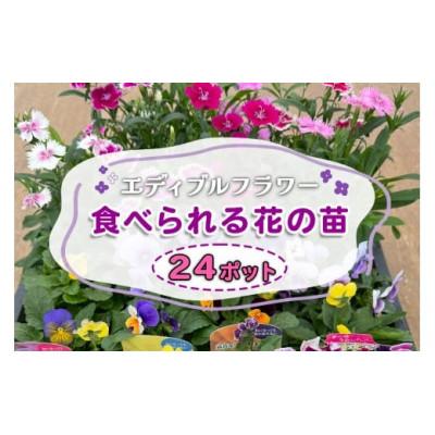 ふるさと納税 伊勢原市 農家直送!加藤さんちのエディブルフラワー 24ポット鉢植え 観賞用 食用 トッピング