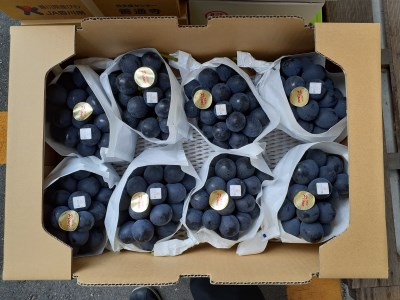 【ふるさと納税】【さぬき讃フルーツ認定】締め切り間近 NEWピオーネ 約5kg