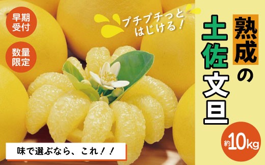 【早期受付・数量限定】熟成の土佐文旦10kg 家庭用 予約 先行 先行受付 早期 早期受付 数量限定 2026年配送 家庭用 10kg 大人気 リピーター 限定 国産 フルーツ 果物 旬 文旦 ぶんた