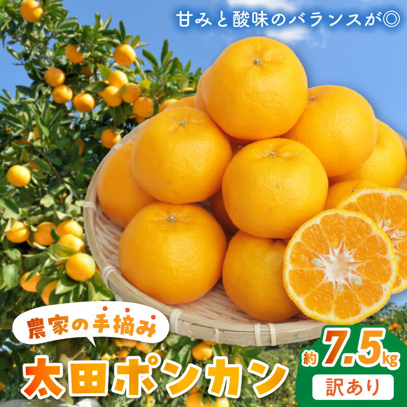 【ふるさと納税】【先行受付】 訳あり ポンカン 太田ぽんかん 約7.5kg 先行予約 国産 手摘み 家庭用 甘み 酸味 あっさり むきやすい 早生品種 天草 柑橘 お取り寄せ お取り寄せグルメ 果物 フルーツ 食べ物 常温 送料無料 みかん