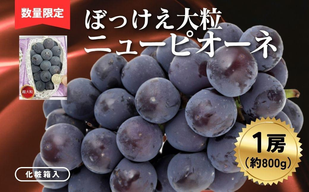 
            ぼっけえ大粒ニューピオーネ1房（約800ｇ以上）化粧箱入
          