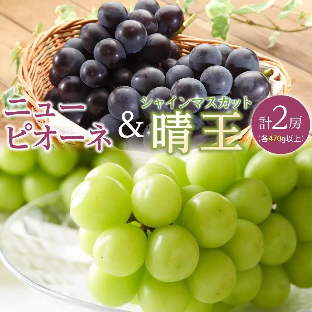 ぶどう 2027年 先行予約 ニュー ピオーネ 1房（1房470g以上） シャイン マスカット 『晴王』1房（1房470g以上）詰合せ（2房） ブドウ 葡萄  岡山県産 国産 フルーツ 果物 ギフト