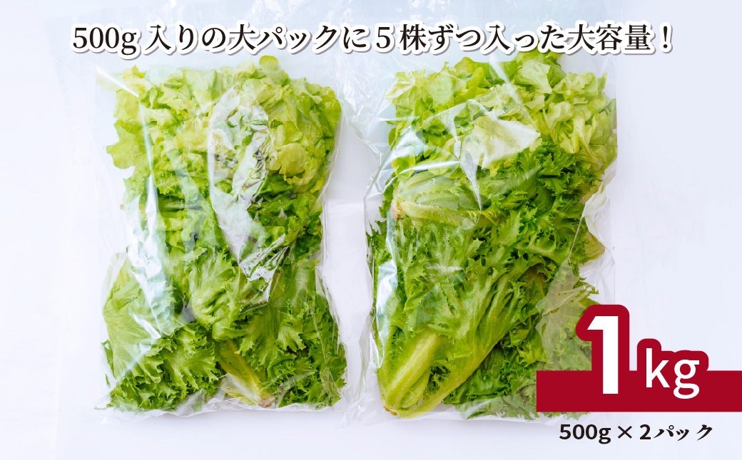 ＜洗わず食べられる・室内水耕栽培＞ フリルレタス お徳用 500g×2パック 1kg | レタス 減農薬 新鮮 洗わずに食べられる 新鮮レタス オーガニック野菜 室内栽培 清潔 野菜直送 フレッシュ 