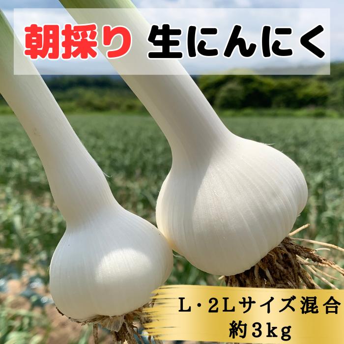 【ふるさと納税】【生にんにく田子町産 (なま)】L＆2L size『3kg』　 野菜 食材 食べ物 薬味 香味野菜 国産 直送 産地直送 収穫したて 青森産にんにく 　お届け：6月20日〜6月30日まで