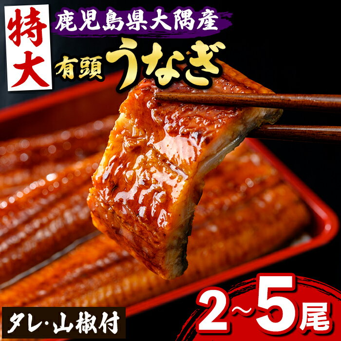 【ふるさと納税】＜数量が選べる！＞ 特大うなぎ蒲焼(有頭)( 2尾 〜 5尾 )(タレ・山椒付) 鹿児島 国産 九州産 大隅産 鰻 うなぎ ウナギ 蒲焼き うな重 うな丼 ひつまぶし 丑の日 土用の丑の日 化粧箱 贈答 【一般社団法人きもつき宇宙協議会】