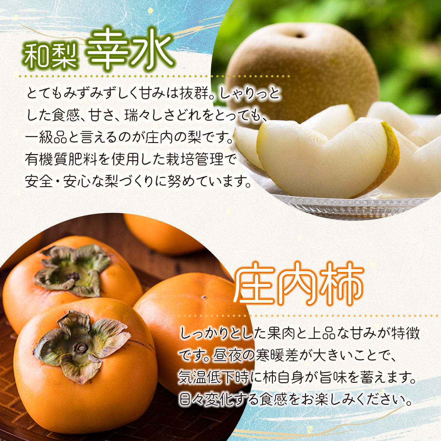 【令和8年産先行予約】 フルーツの定期便【5回お届け】　山形県鶴岡市　鶴岡中央青果　| 果物定期便 果物 くだもの フルーツ サクランボ メロン 梨 シャインマスカット 庄内柿 旬 2026年産 人気