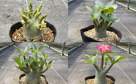 Adenium arabicum アデニウム アラビカム 3株 長与町/アグリューム[EAI158] 