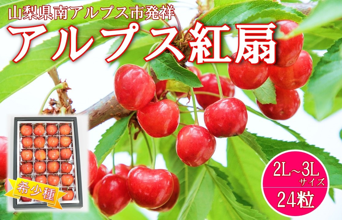 
            【2025年／令和7年発送先行予約】さくらんぼ　希少品種　「アルプス紅扇」24粒入り ALPAA001
          