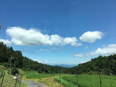 米粒が光る近江棚田米 特別栽培米 滋賀県大津産 コシヒカリ 白米5kg