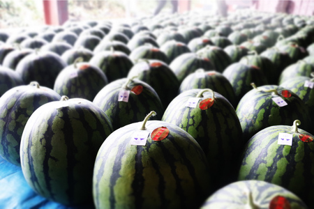 【期間限定】上棚 すいか 2玉 [米吉農園 石川県 志賀町 BA4119] スイカ 西瓜 果物 フルーツ 野菜