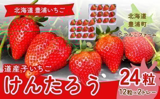 【2026.4月以降順次出荷】北海道いちご けんたろう 30g以上×12粒 2トレー（24粒） 北海道 豊浦町 【 ふるさと納税 人気 おすすめ ランキング 果物 いちご苺 イチゴ 国産いちご 国産苺 けんたろう セット おいしい 美味しい 北海道 豊浦町 送料無料 TYUF003