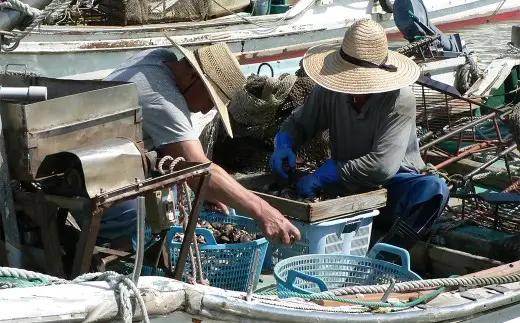 【指定日必須】 桑名産 天然はまぐり 6年～12年もの 5kg ハマグリ 蛤 貝 カイ 天然 魚介 魚介類 海鮮 海の幸 冷蔵  焼きはまぐり 焼き蛤 その手は桑名の焼きはまぐり 特産