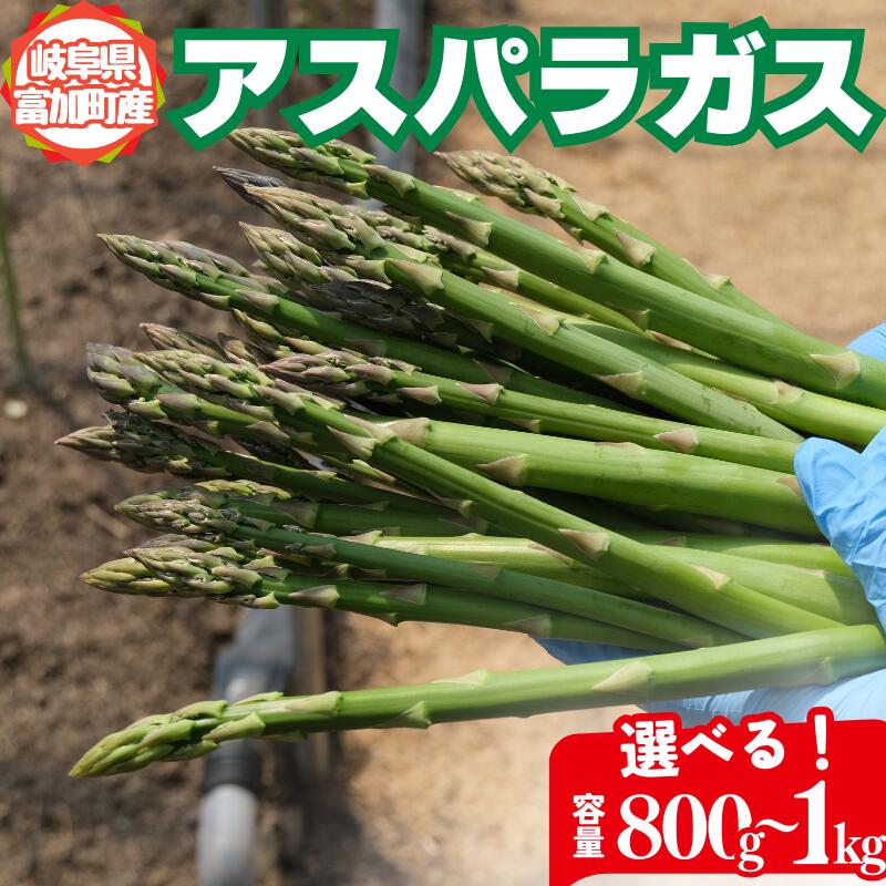 【ふるさと納税】 アスパラガス 選べる 500g 800g 1kg