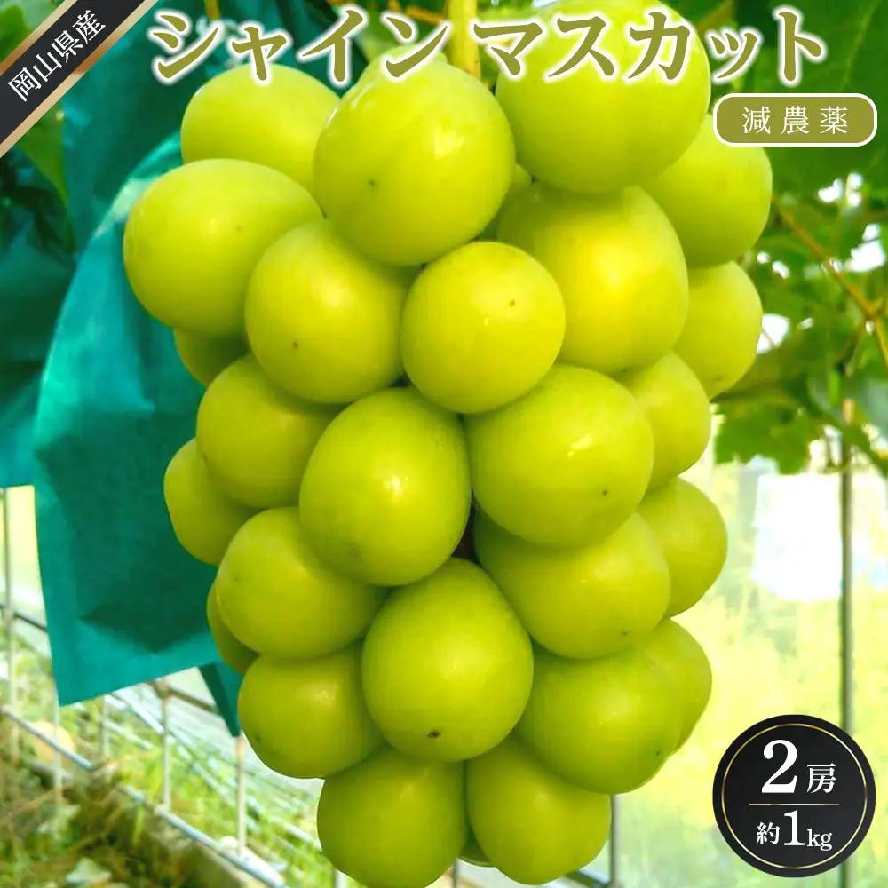 ぶどう 2026年  シャインマスカット 約1kg 2房 減農薬 ハウス栽培 シャインマスカット 葡萄  岡山県産 国産 フルーツ 果物 ギフト ばんの農園