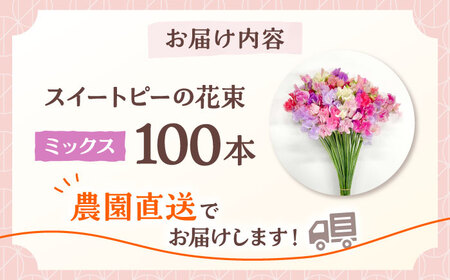 【先行予約】【生産農家直送！】スイートピー 花束 100本（ミックス）【木下農園】[IBW004]