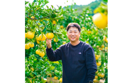 園主こだわりの土佐文旦3キロ 小玉（L - Mサイズ） 2024年1月下旬より順次発送 ぶんたん ブンタン 柑橘 みかん フルーツ 果物 お取り寄せ 土佐 高知 やの一果彩