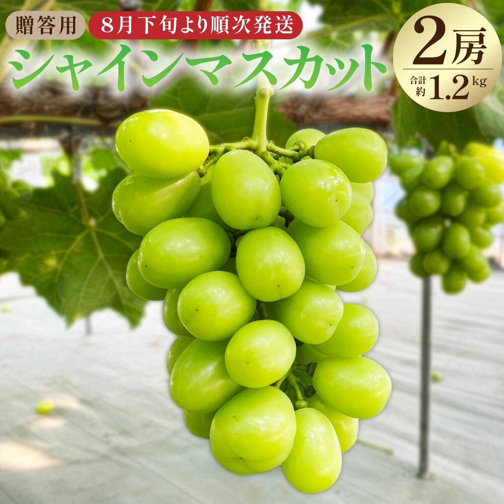 【ふるさと納税】贈答用 シャインマスカット 2房 合計約1.2kg ギフト 果物 フルーツ 葡萄 ぶどう ブドウ 冷蔵 茨城県 神栖市 送料無料【2026年8月下旬～2026年9月上旬まで順次発送予定】