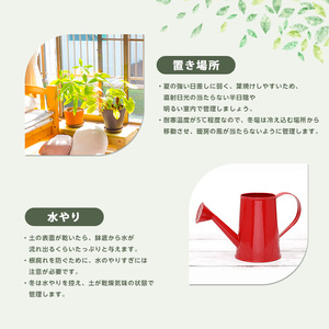 2026年1月中旬～発送【観葉植物】観音竹8号鉢 Green Base IB003-005 観葉植物 ※北海道・沖縄・離島配送不可