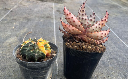 ギムノカリキウム ミハノビッチ ＆ アロエ マルロシー 各1株 Gymnocalycium mihanovichii＆ Aloe marlothii 長与町/アグリューム[EAI241] 
